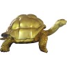 Tortue gold