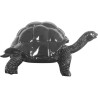 Tortue black