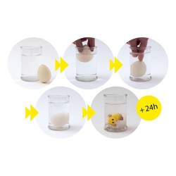 Oeuf poussin grossissant