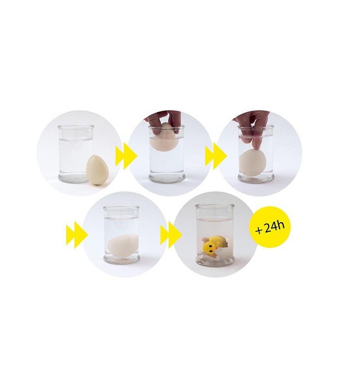 Oeuf poussin grossissant